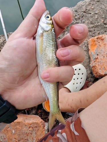 Minnow (Hemiculter bleekeri) — Cyprinidae — 5
