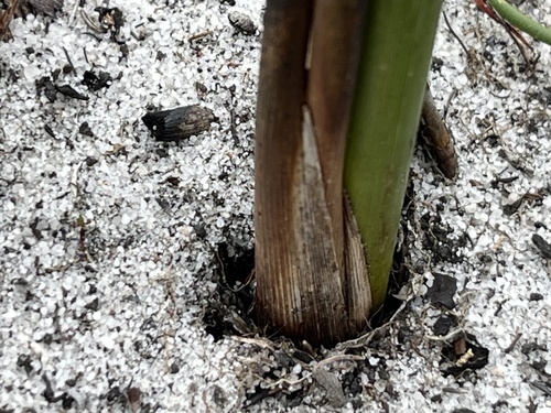 Image of Bobartia longicyma by (c) Charleen Brunke, some rights reserved (CC BY)