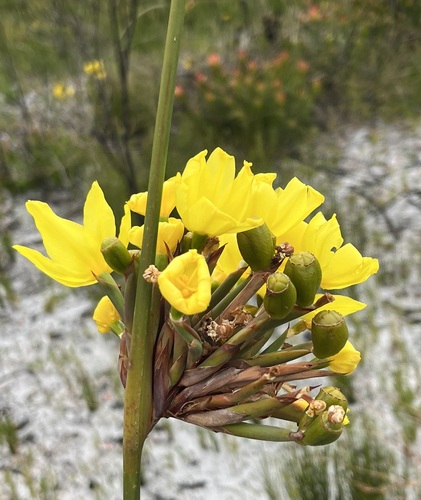 Image of Broom Rushiris (Bobartia longicyma) by (c) Charleen Brunke, some rights reserved (CC BY)