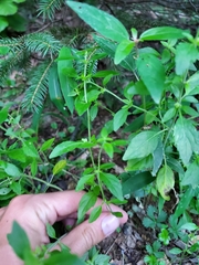 Dicliptera brachiata