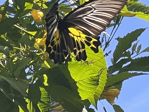 Golden Birdwing
