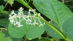 Phytolacca americana