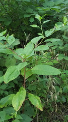 Phytolacca americana