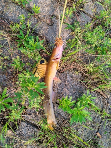 Hemibagrus macropterus — Bagridae — 4