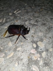 Oryctes nasicornis grypus