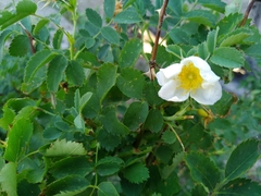 Rosa albertii