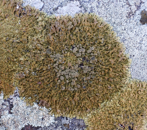 Xanthoparmelia loxodes (Nyl.) O.Blanco, A.Crespo, Elix, D.Hawksw. & Lumbsch