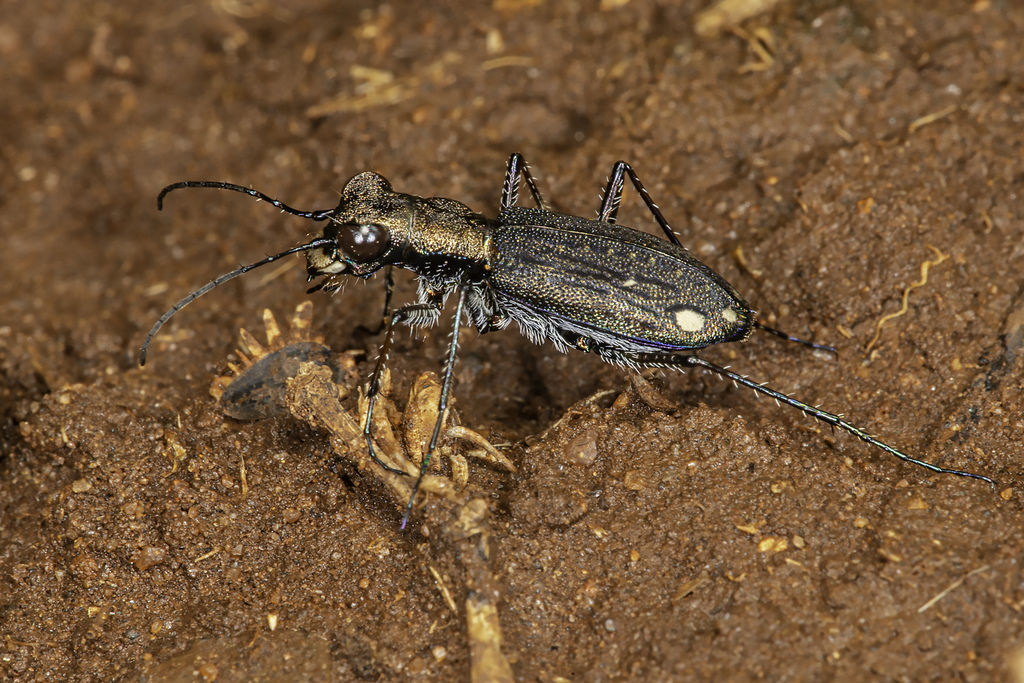 Prothymidia angusticollis