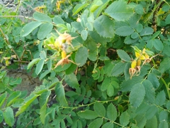 Rosa albertii