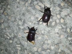 Oryctes nasicornis grypus