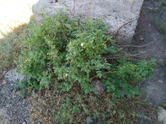 Rosa albertii