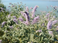 Mentha longifolia asiatica