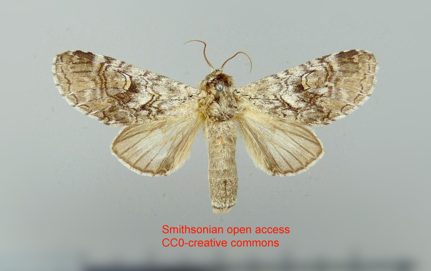 Hemipecteros gastriva