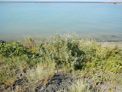 Mentha longifolia asiatica