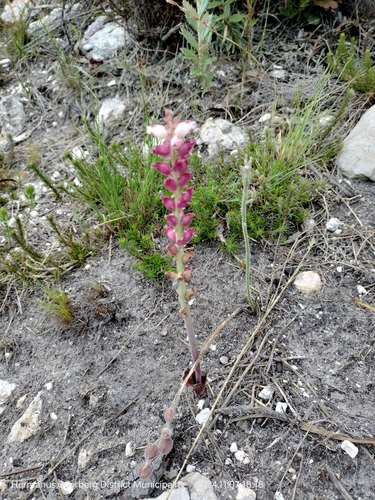 Image of Lachenalia rosea by (c) William Keenan, some rights reserved (CC BY)