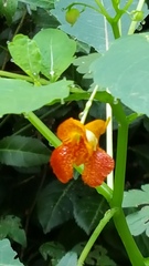 Impatiens capensis