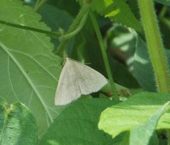 Zanclognatha pedipilalis