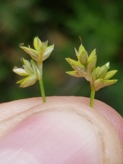 Carex tenuiflora