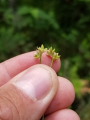 Carex tenuiflora