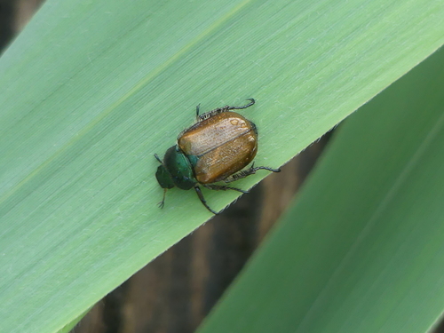 Grikinukas nuotrauka