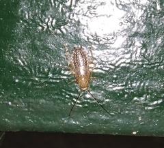 Ectobius pallidus