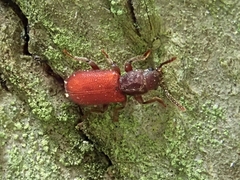 Zenodosus sanguineus