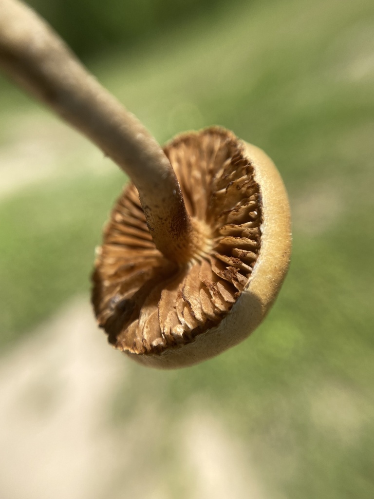 Agrocybe pediades · November 2024 · photo: © tutitah (iNaturalist, cc0)