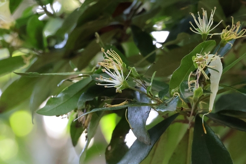 Forest Bushcherry (Maerua racemulosa)