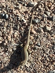 Aspidoscelis neotesselatus