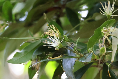 Image of Maerua racemulosa by (c) Mahomed Desai, some rights reserved (CC BY)