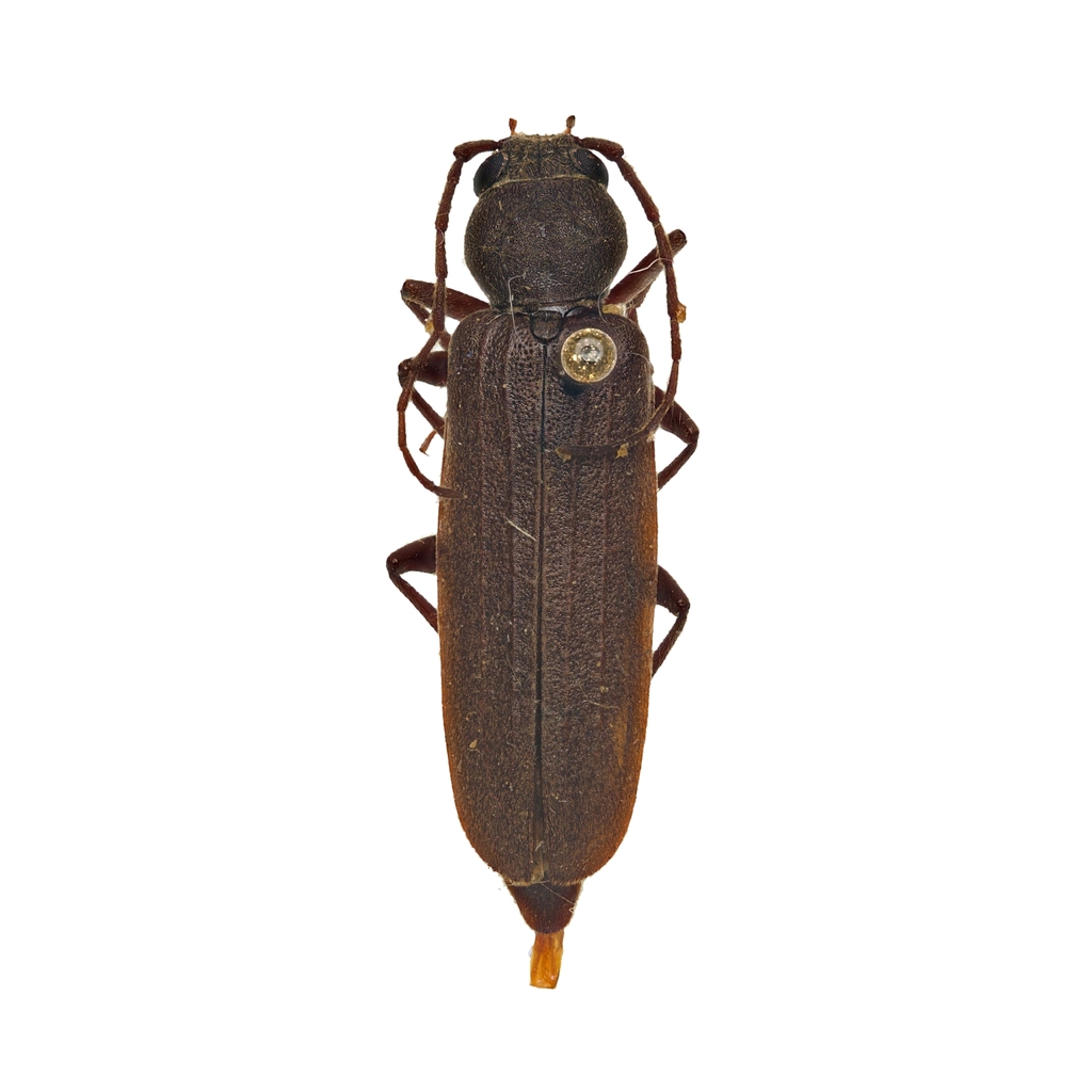 Rust Pine Borer