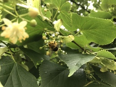 Bombus