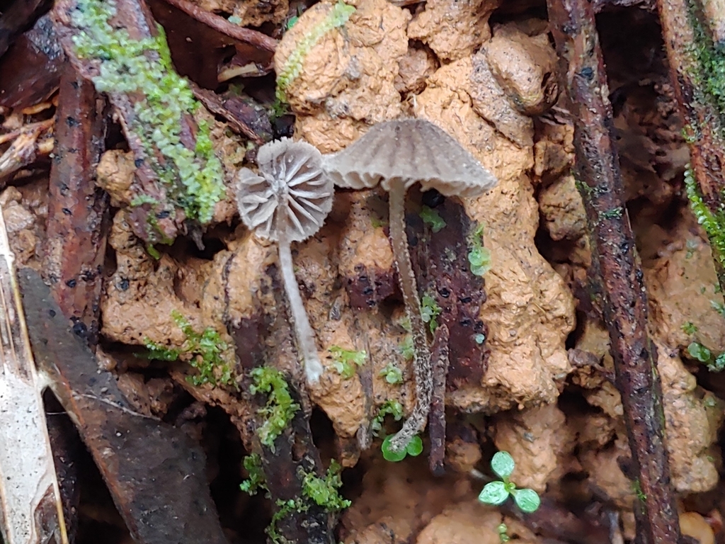 Entoloma sp. 'pouzarella-PR01'