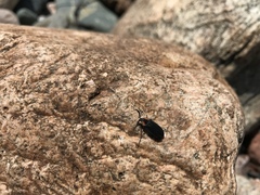Lucidota atra
