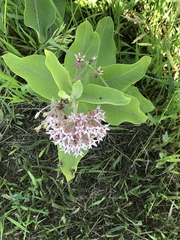 Asclepias speciosa × syriaca
