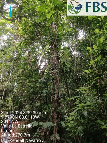 Lecythis ampla - Whole tree