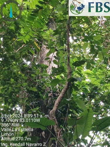 Lecythis ampla - Fruit