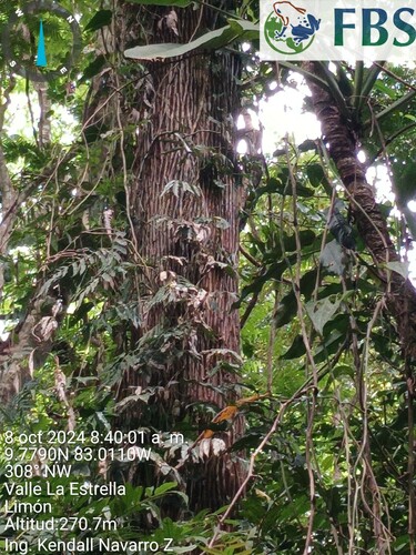 Lecythis ampla - Flowers