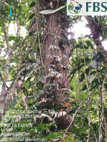 Lecythis ampla - Leaves