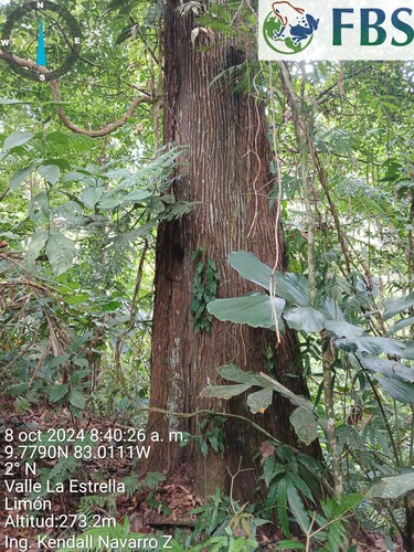 Lecythis ampla - Whole tree