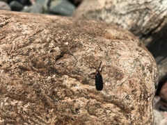 Lucidota atra