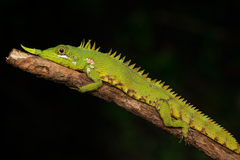 Modigliani's Nose-Horned Lizard photo 1