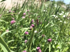 Calligrapha confluens