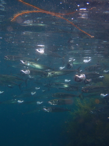 Atlantic mackerel (Scomber scombrus) — Scombridae — 5