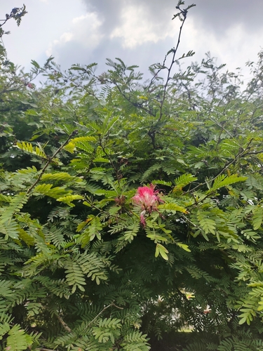 Calliandra tergemina (Calliandra tergemina)