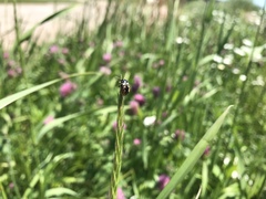 Calligrapha confluens