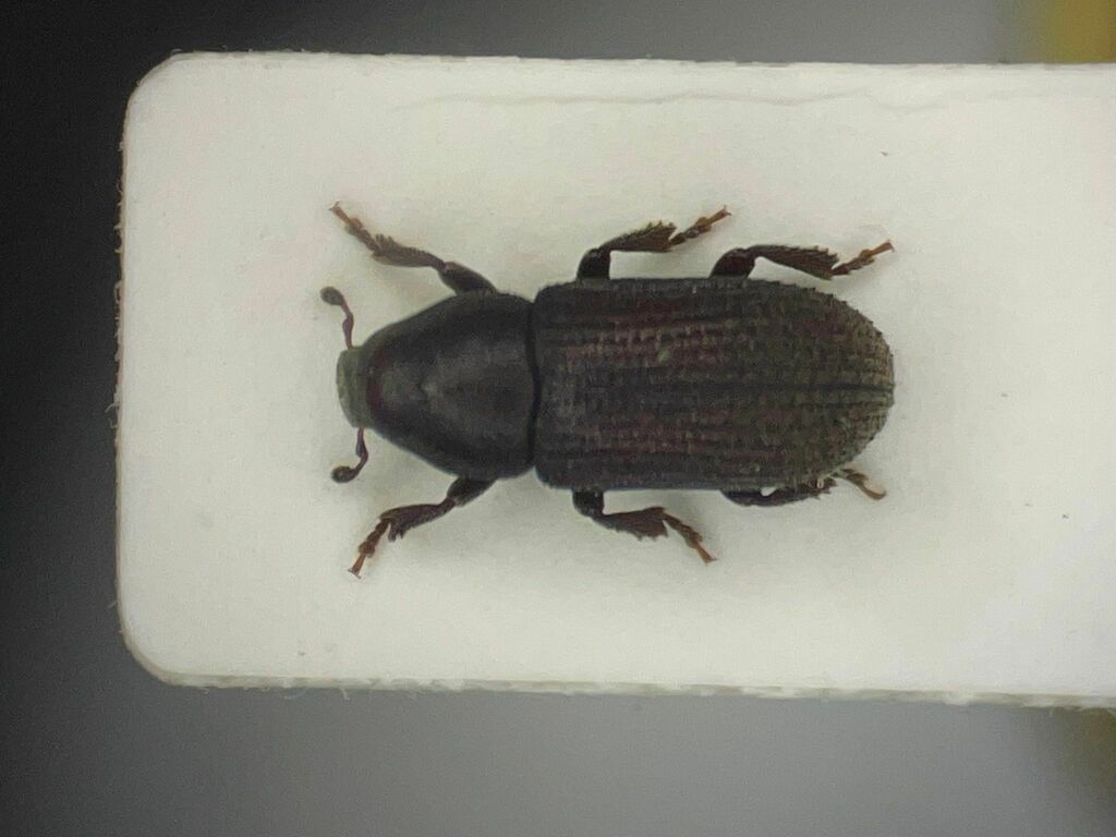 Hylurgops pinifex