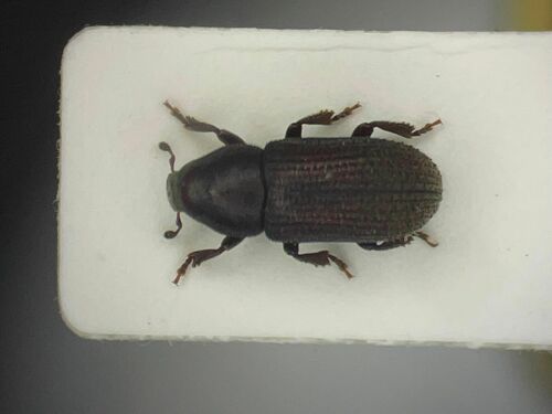 Hylurgops pinifex