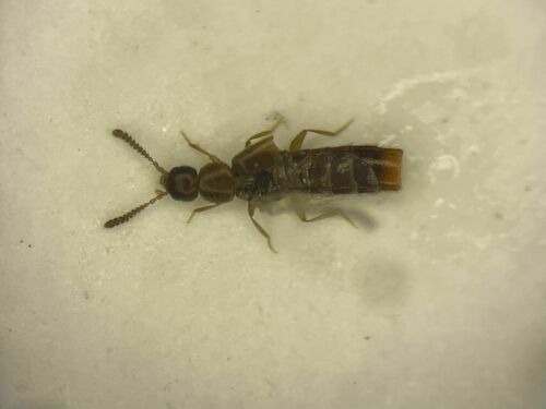 Meotica pallens