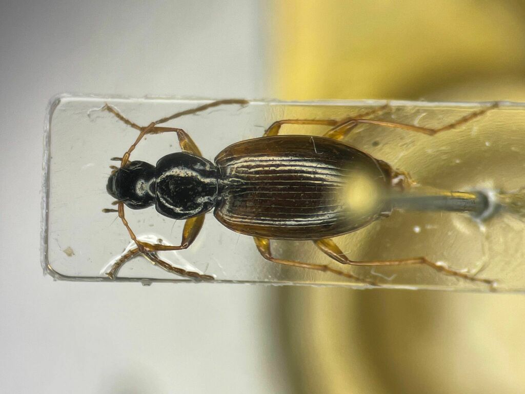 Agonum canadense